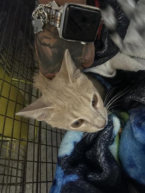 Charm - Domestic Short Hair