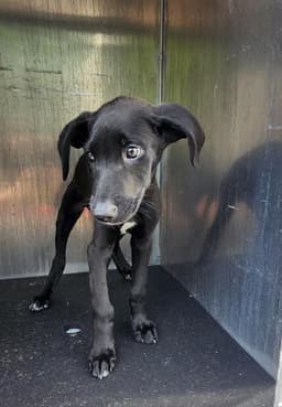Rocko image 1