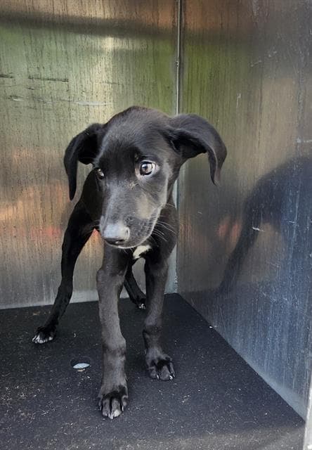 Rocko - Labrador Retriever