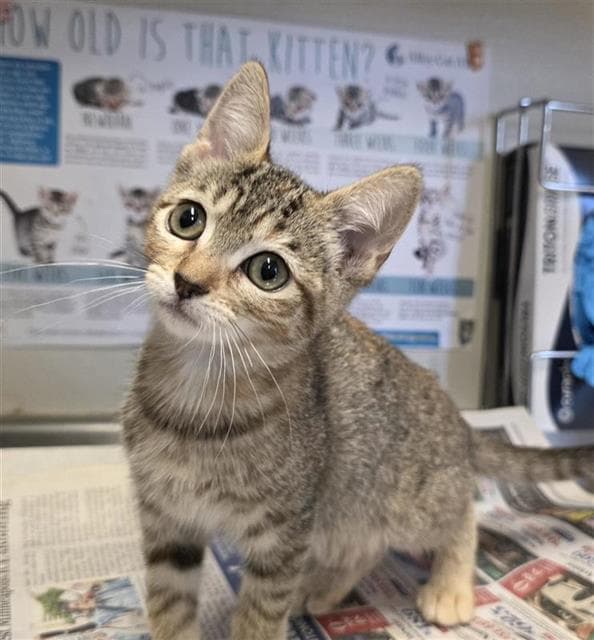 Delila - Domestic Short Hair