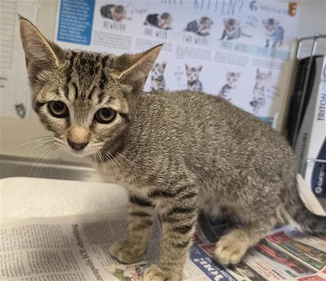 Dunk - Domestic Short Hair