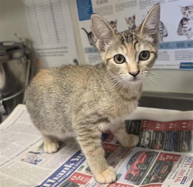 Dorris - Domestic Short Hair