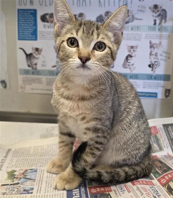 Dynamo - Domestic Short Hair