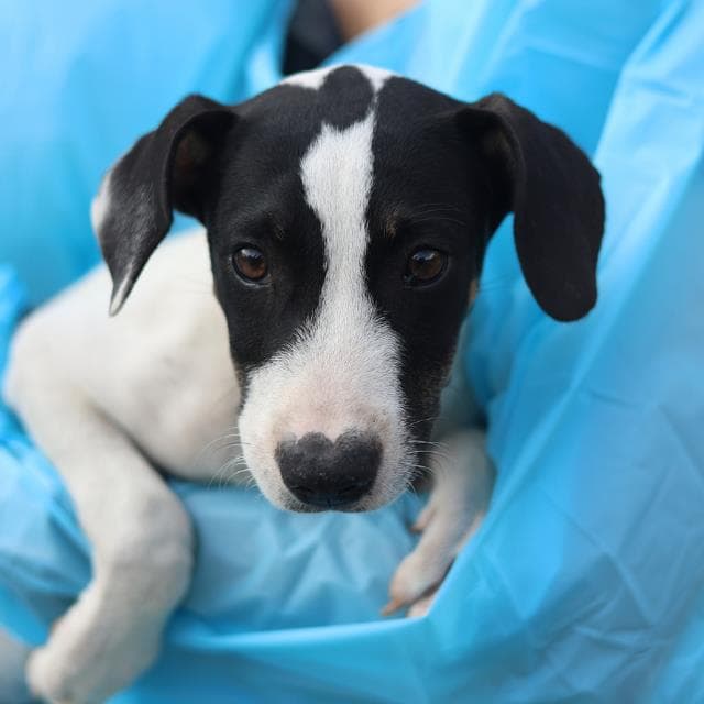 October - American Staffordshire Terrier
