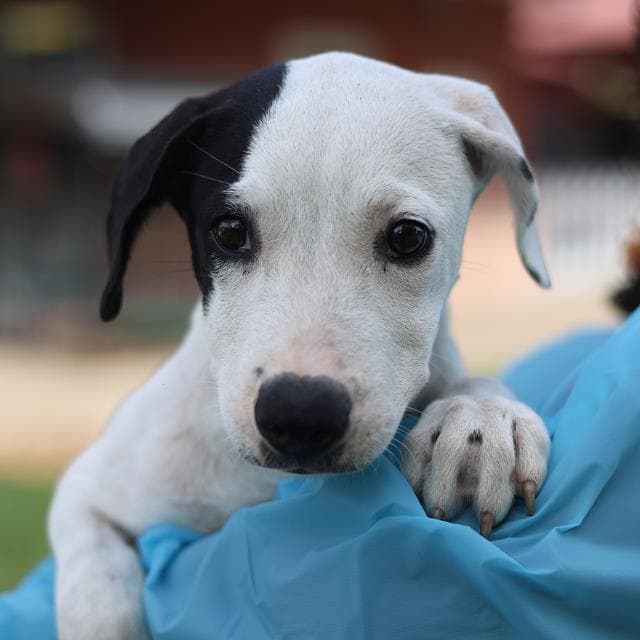 June - American Staffordshire Terrier