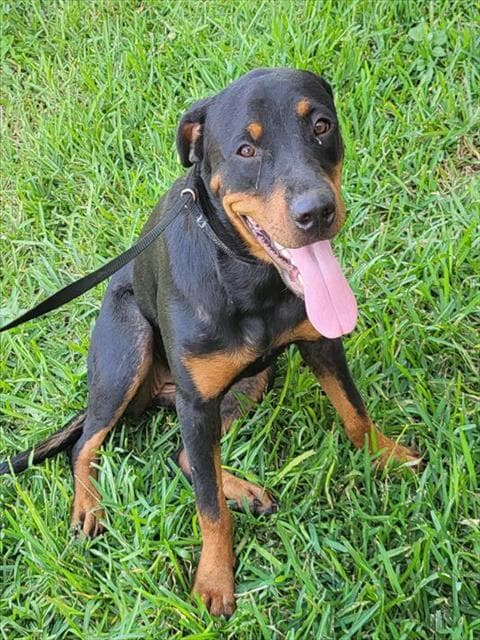 Wanda - Rottweiler