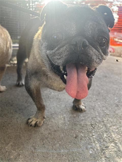 Chewbacca - Pug