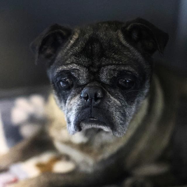 Chewbacca - Pug