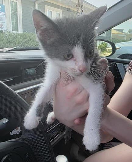 Cara - Domestic Short Hair