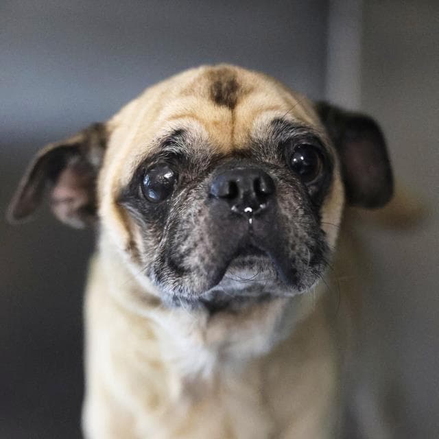 Mocha - Pug