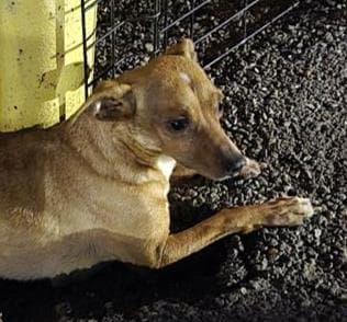 Ranch - Chihuahua