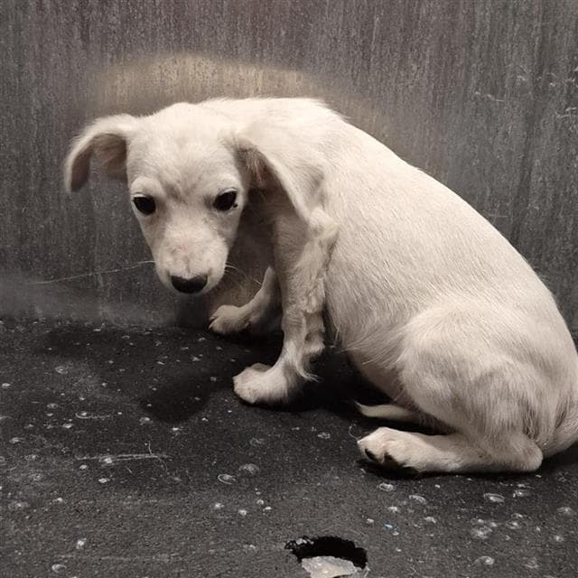 Bandit - Chihuahua