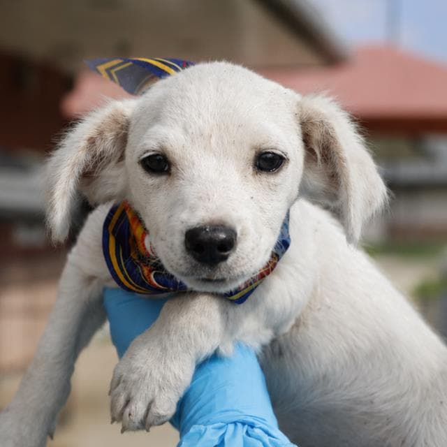 Bandit - Chihuahua
