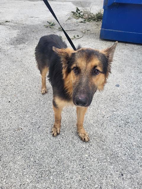 Waffles - German Shepherd Dog