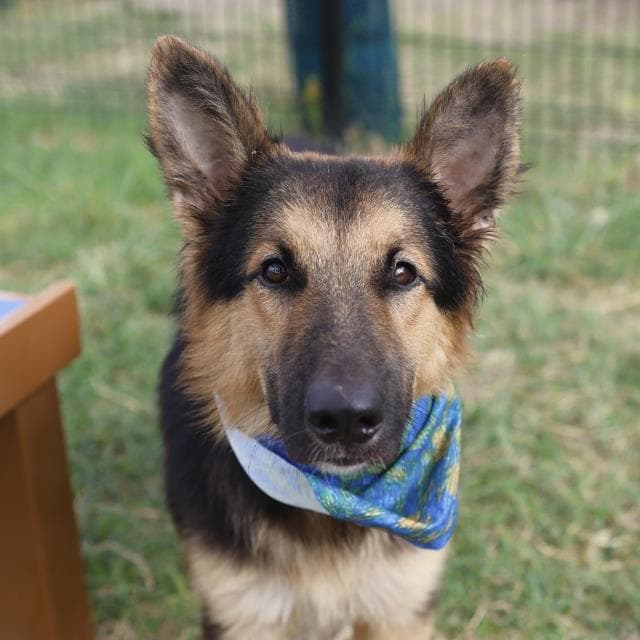 Waffles - German Shepherd Dog