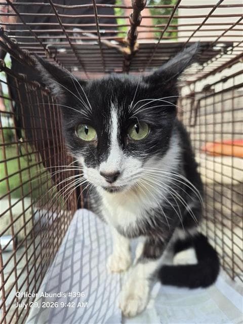 Milky - Domestic Short Hair
