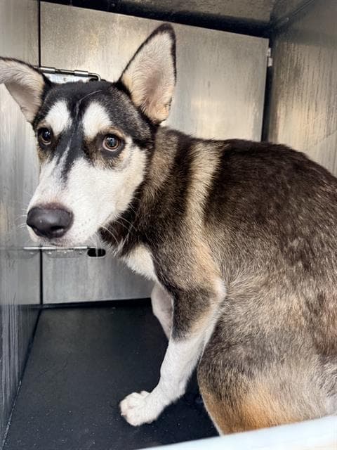 Sizzy - Husky