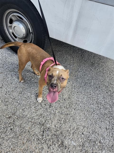 Biscuit - American Staffordshire Terrier