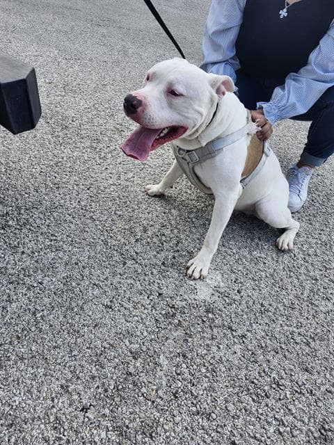 Gravy - American Staffordshire Terrier