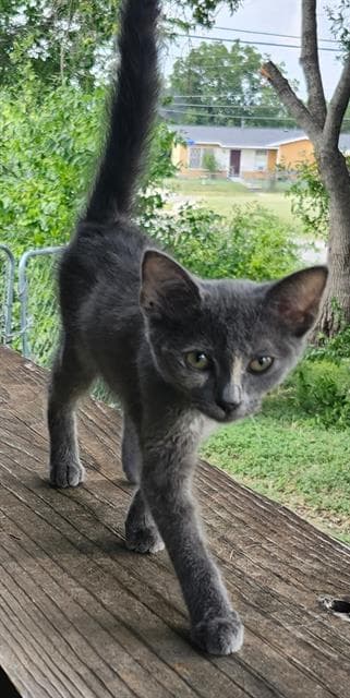 Deedee - Domestic Short Hair
