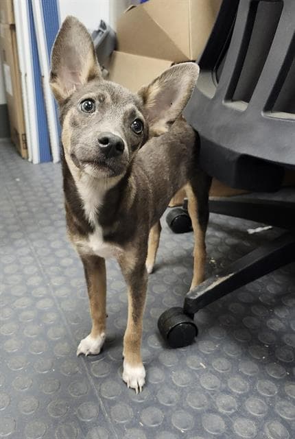 Elvie - Terrier