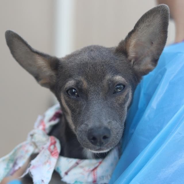 Elvie - Terrier