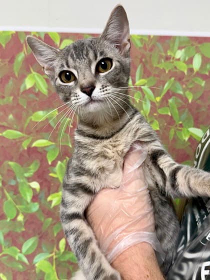 Sarabi - Domestic Short Hair