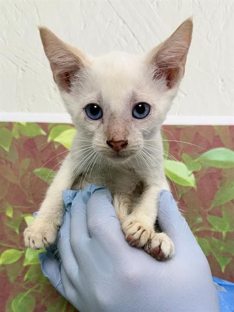 Joe - Domestic Short Hair