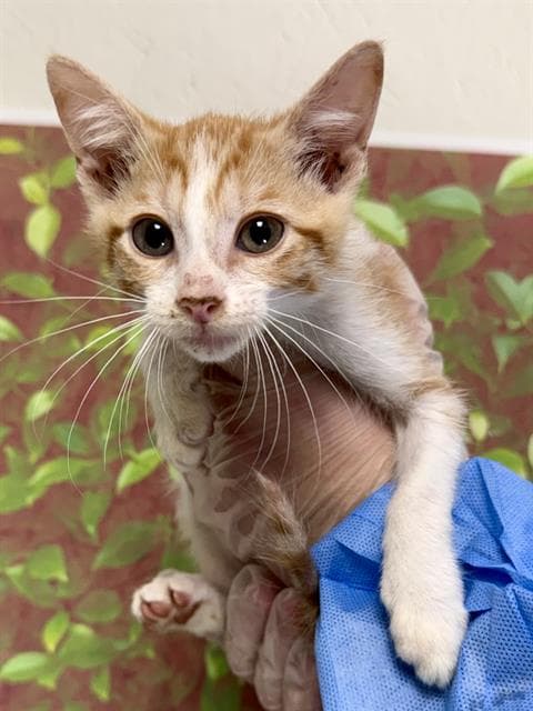 Nick - Domestic Short Hair