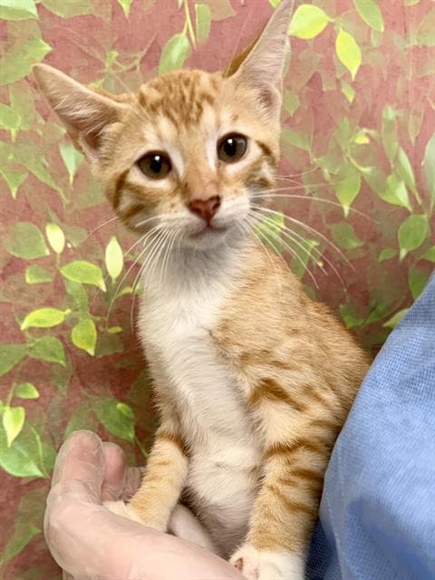 Kevin - Domestic Short Hair