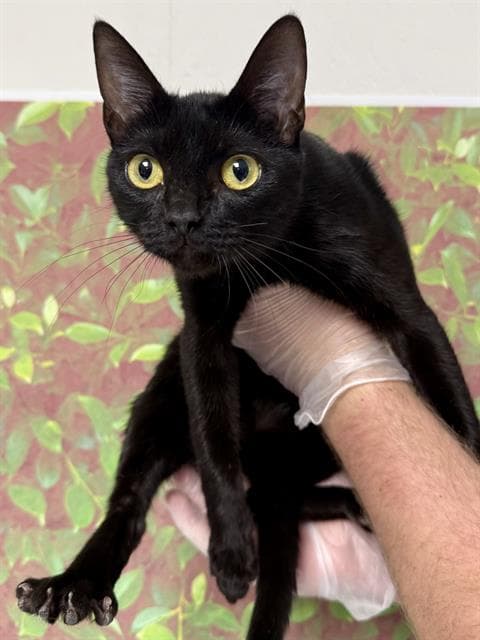 Zelda - Domestic Short Hair