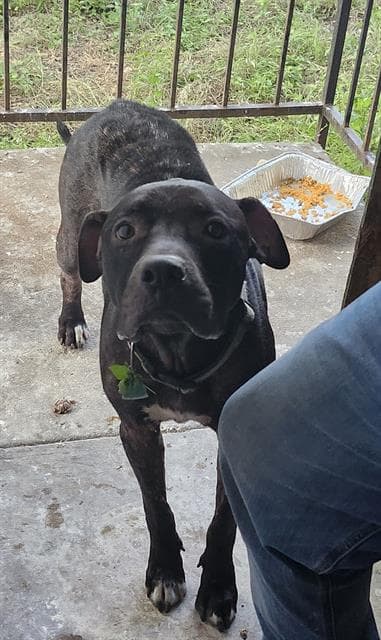 Bones - Pit Bull Terrier