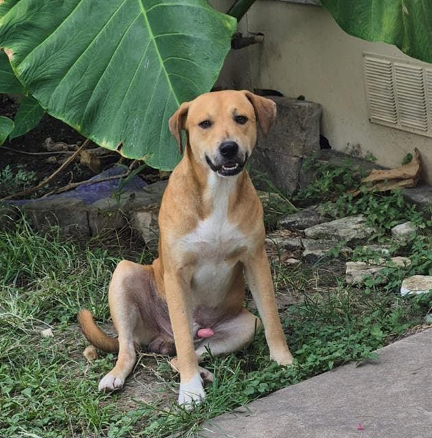Willow - Labrador Retriever