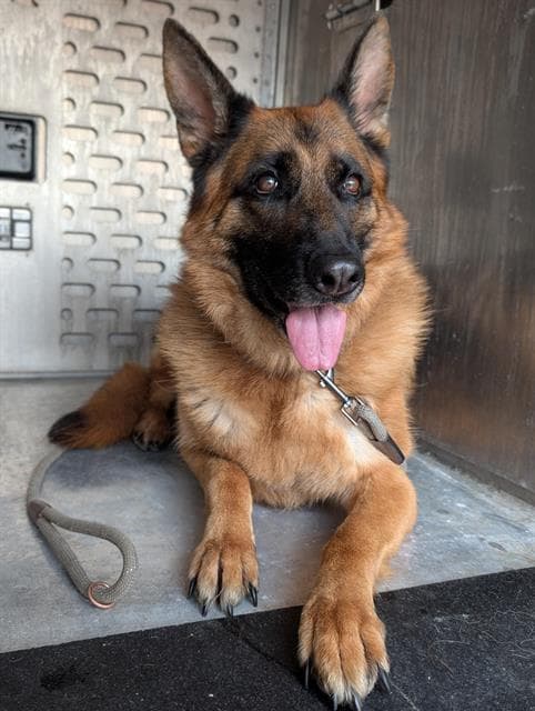 Esme - German Shepherd Dog