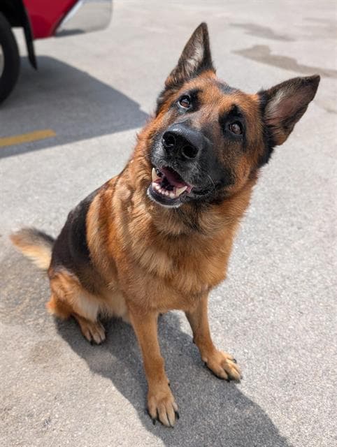 Jensen - German Shepherd Dog