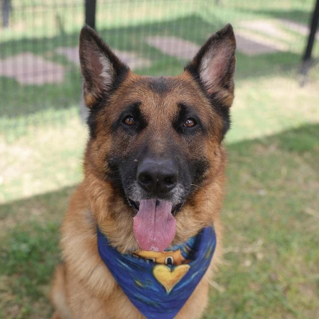 Jensen - German Shepherd Dog