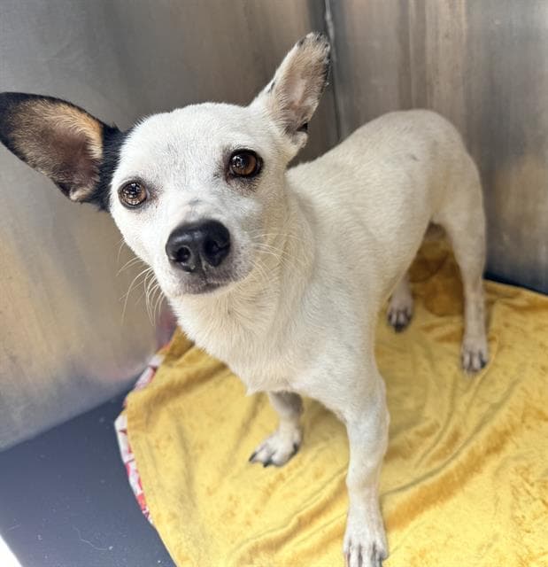 Bill - Chihuahua
