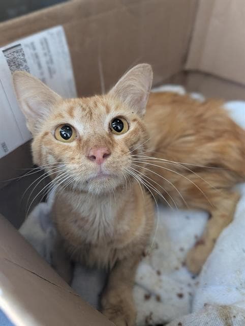 Winston - Domestic Short Hair