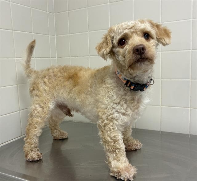 Dr Pickles - Poodle (Miniature)