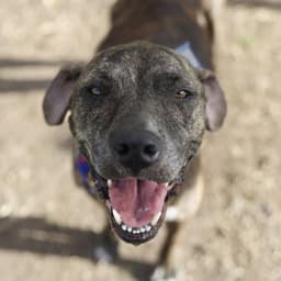 Bailey image 1