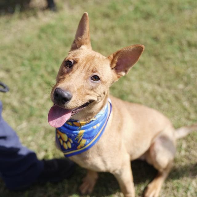 Cici - Carolina Dog