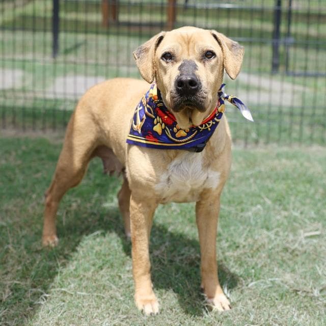 Kelsey - Labrador Retriever