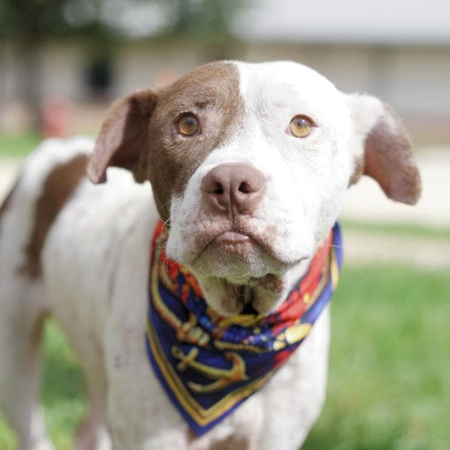 Bodi - American Staffordshire Terrier