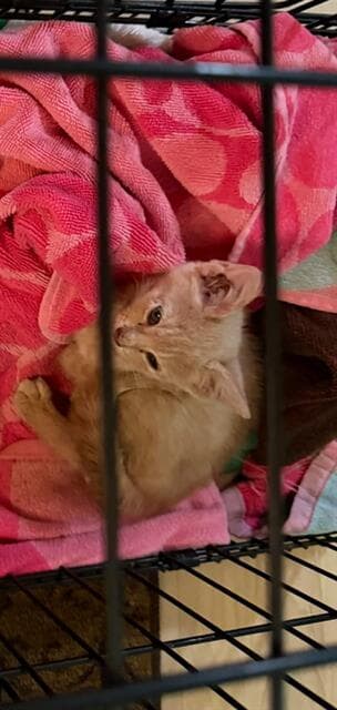 Unknown - Domestic Short Hair