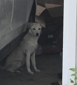 Sofie image 1