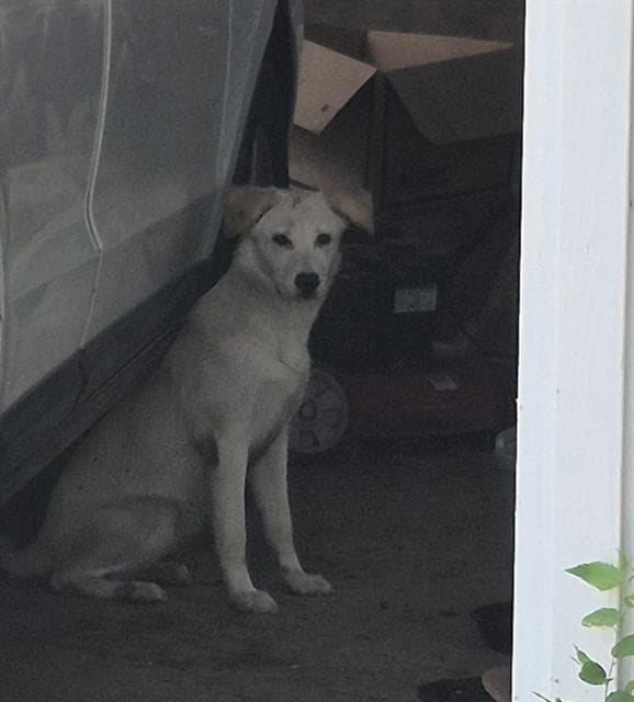 Sofie - Labrador Retriever