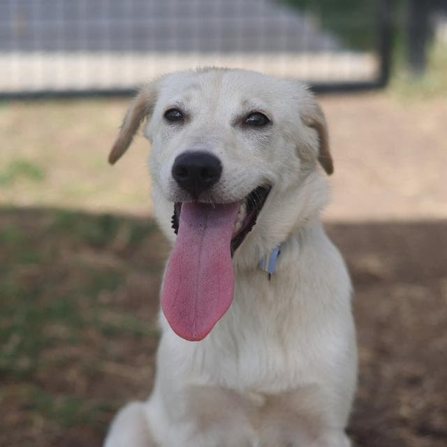 Sofie - Labrador Retriever