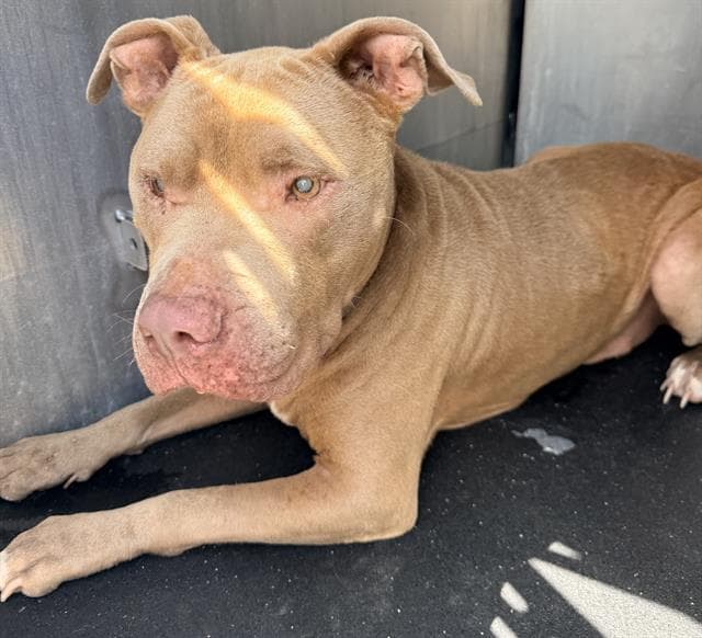 Zeke - American Staffordshire Terrier