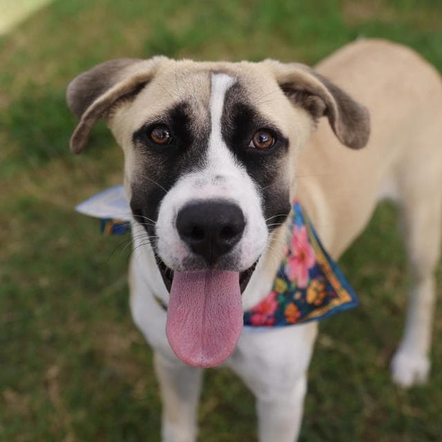 Cremita - American Staffordshire Terrier