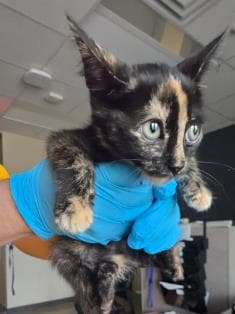 Lilo - Domestic Short Hair